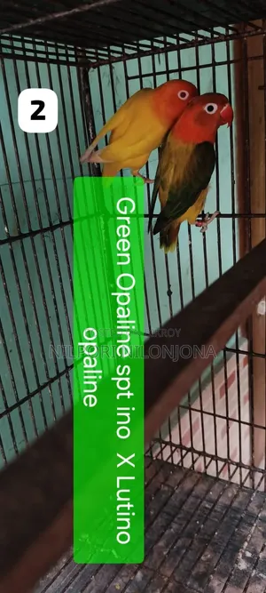 Green Opaline Split Ino B2 B1 Lutino Opaline