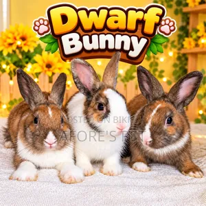 Netherland Dutch Bunny From ADORE’S PET