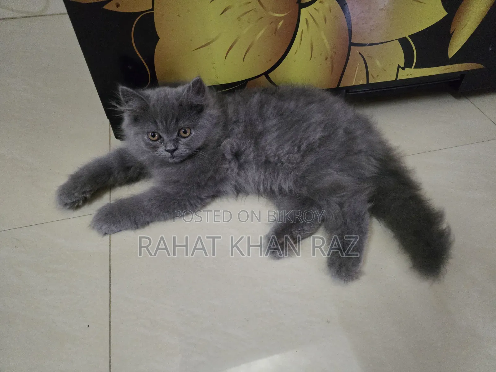 3-6 months Male Purebred British Shorthair