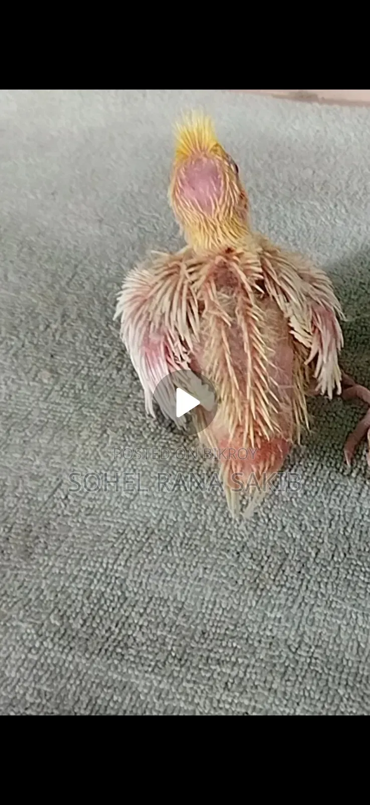 Lutino Red Eye Cockatiel Baby Tamed Size