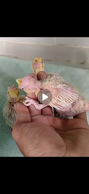 Lutino Red Eye Cockatiel Baby Tamed Size