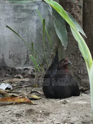 দেশি মুরগি বিক্রি
