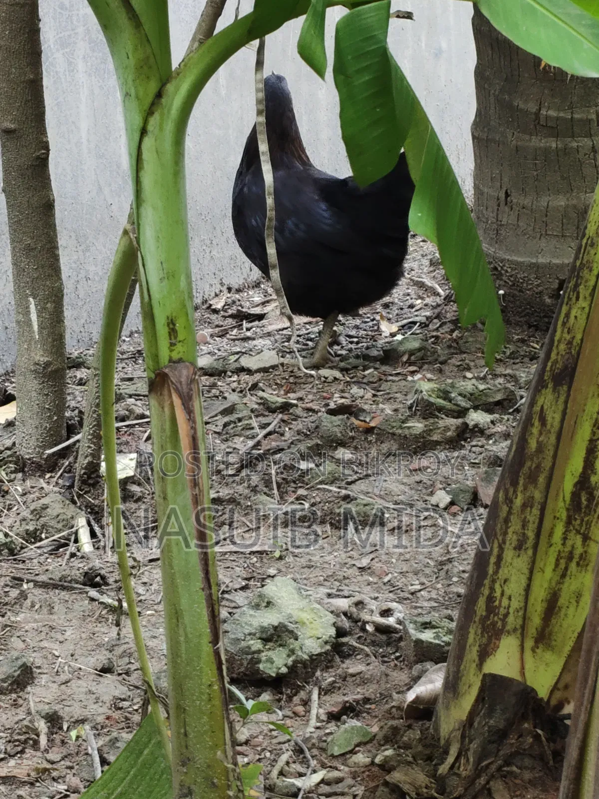 দেশি মুরগি বিক্রি