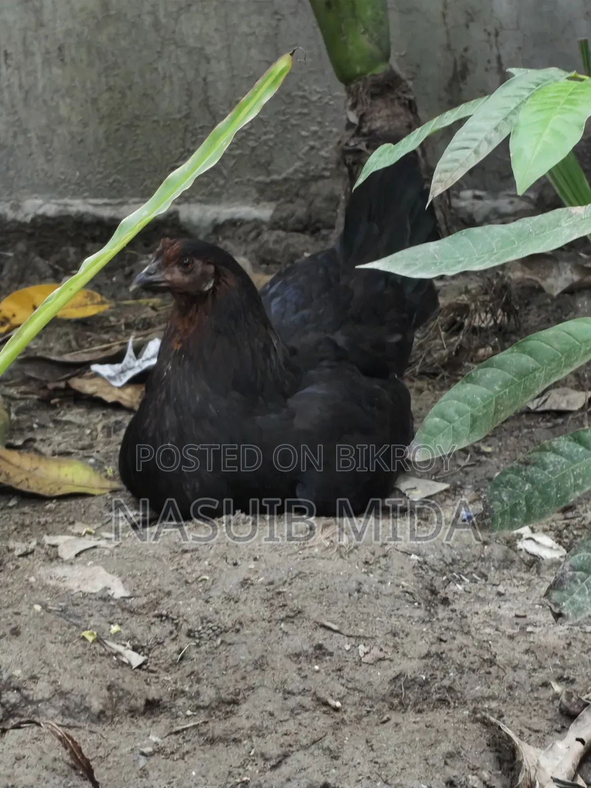 দেশি মুরগি বিক্রি