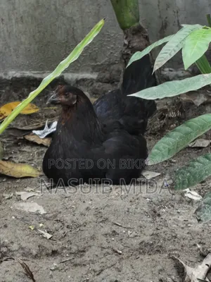 দেশি মুরগি বিক্রি