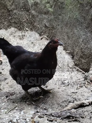 দেশি মুরগি বিক্রি