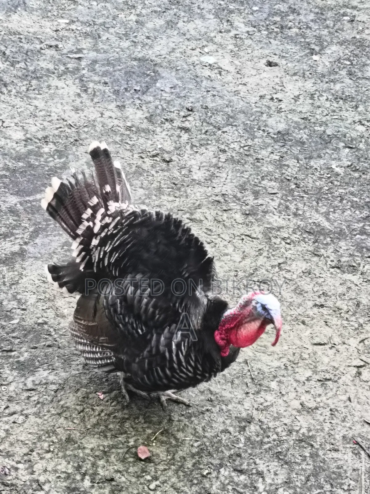 Turkey Chicken for Sale