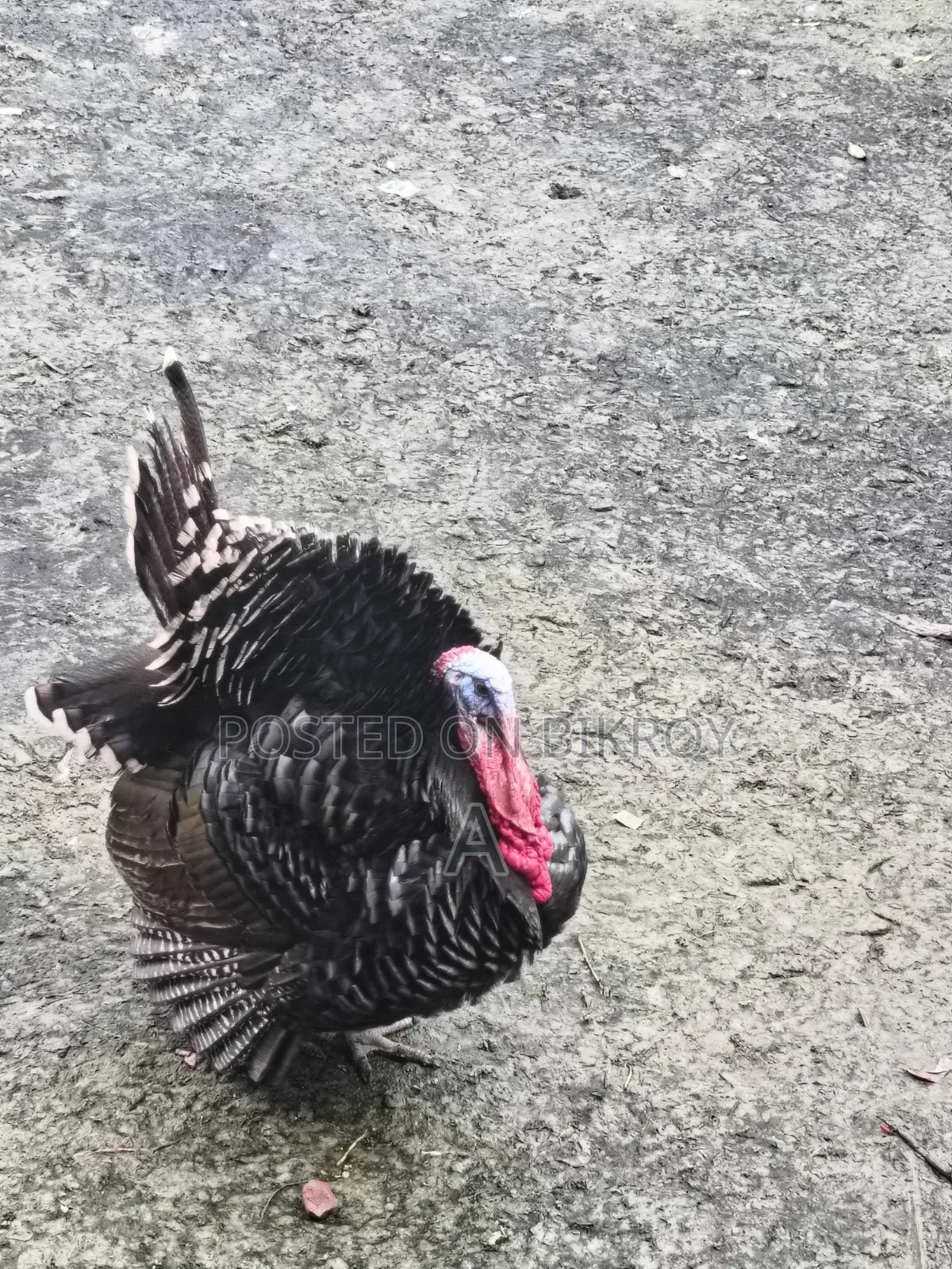 Turkey Chicken for Sale