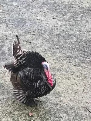 Turkey Chicken for Sale