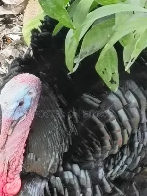 Turkey Chicken for Sale
