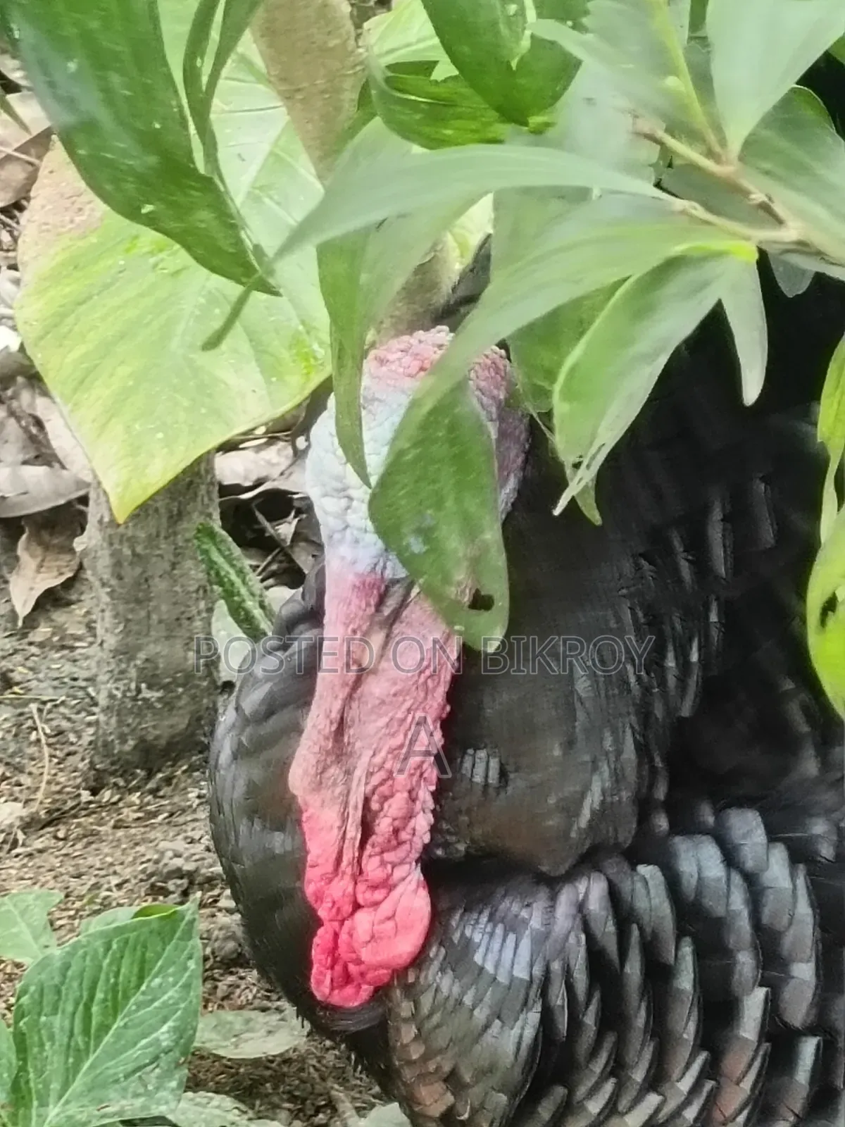 Turkey Chicken for Sale