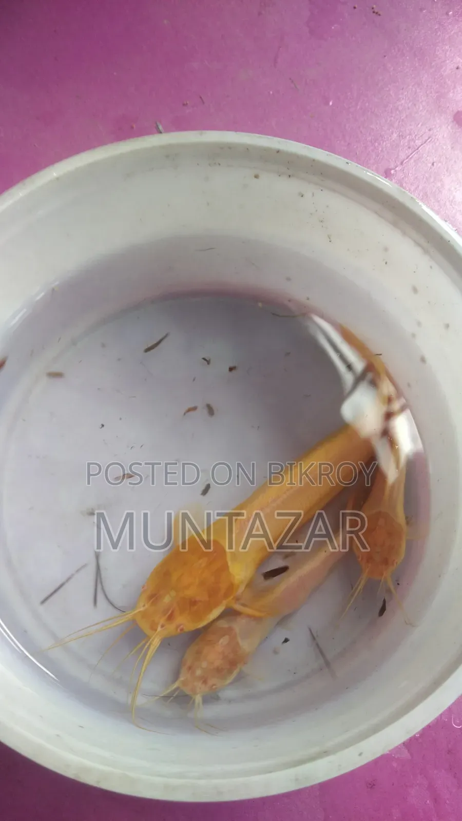 Rare Albino Magur Fish - Golden Walking Catfish - 3 PCS Available