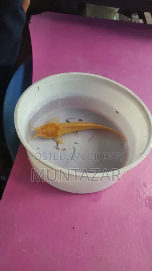 Rare Albino Magur Fish - Golden Walking Catfish - 3 PCS Available