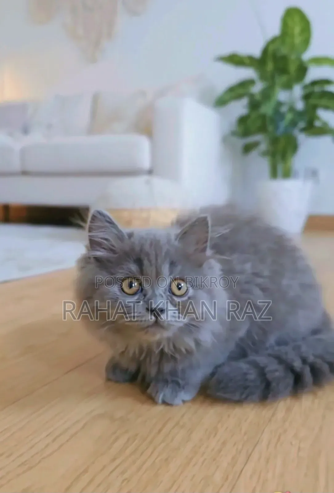 3-6 months Male Purebred British Shorthair