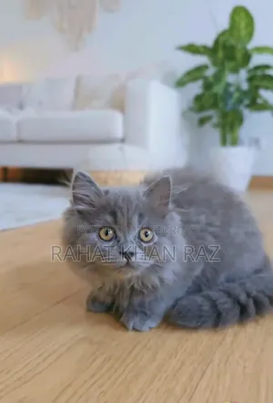 3-6 months Male Purebred British Shorthair
