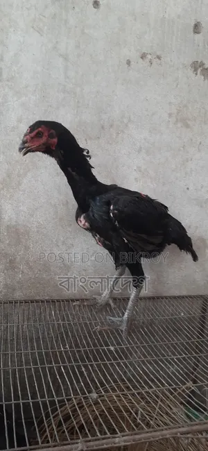 Asil Chicken
