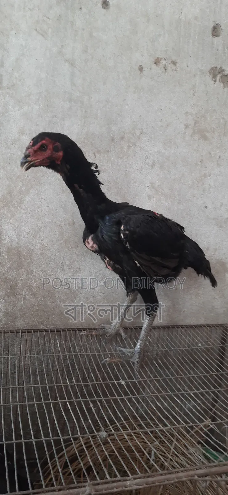 Asil Chicken