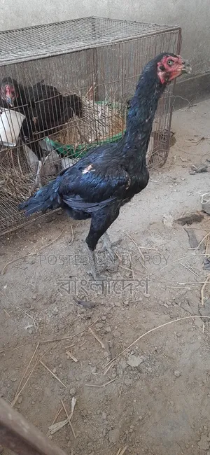 Asil Chicken