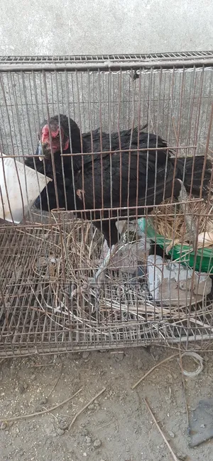 Asil Chicken