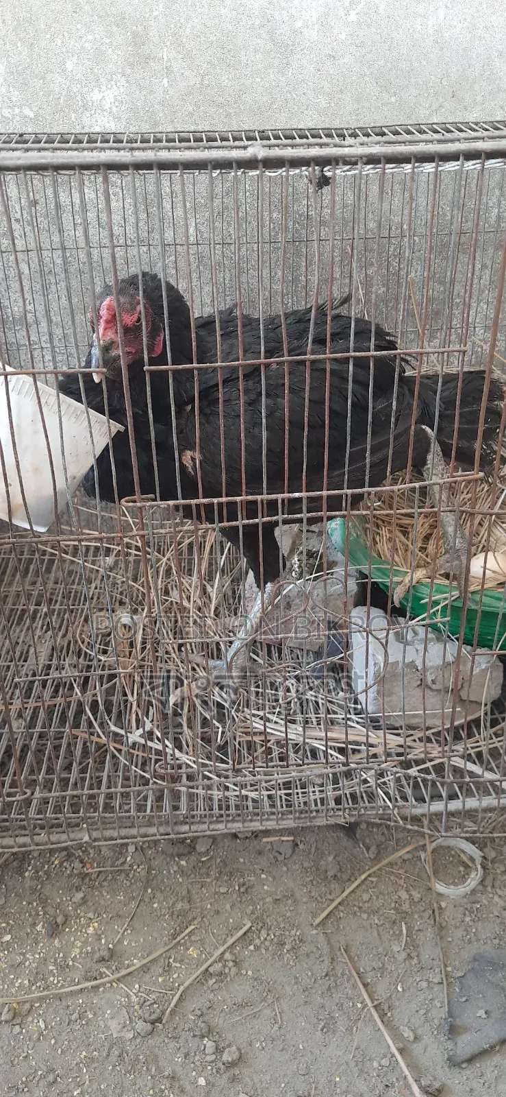 Asil Chicken