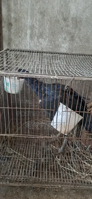 Asil Chicken