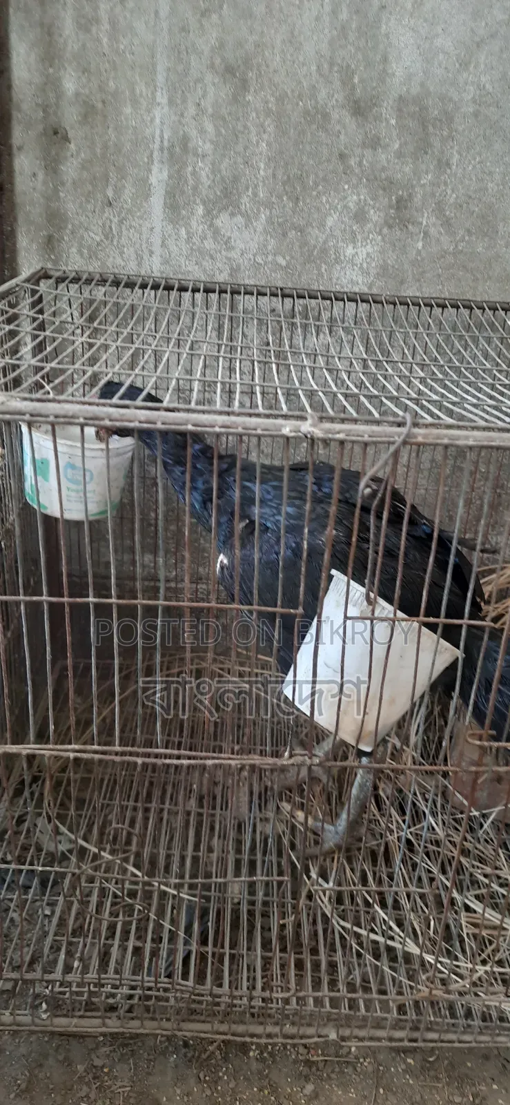Asil Chicken