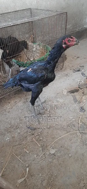 Asil Chicken