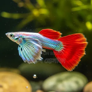 Mixed Guppy fish available