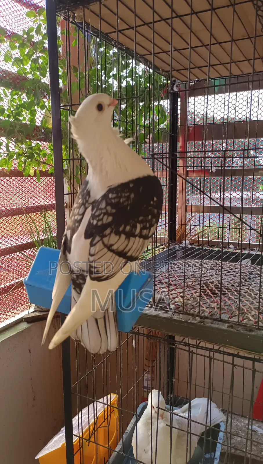 ব্লাকলেস সার্টিন মেল