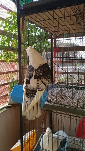 ব্লাকলেস সার্টিন মেল