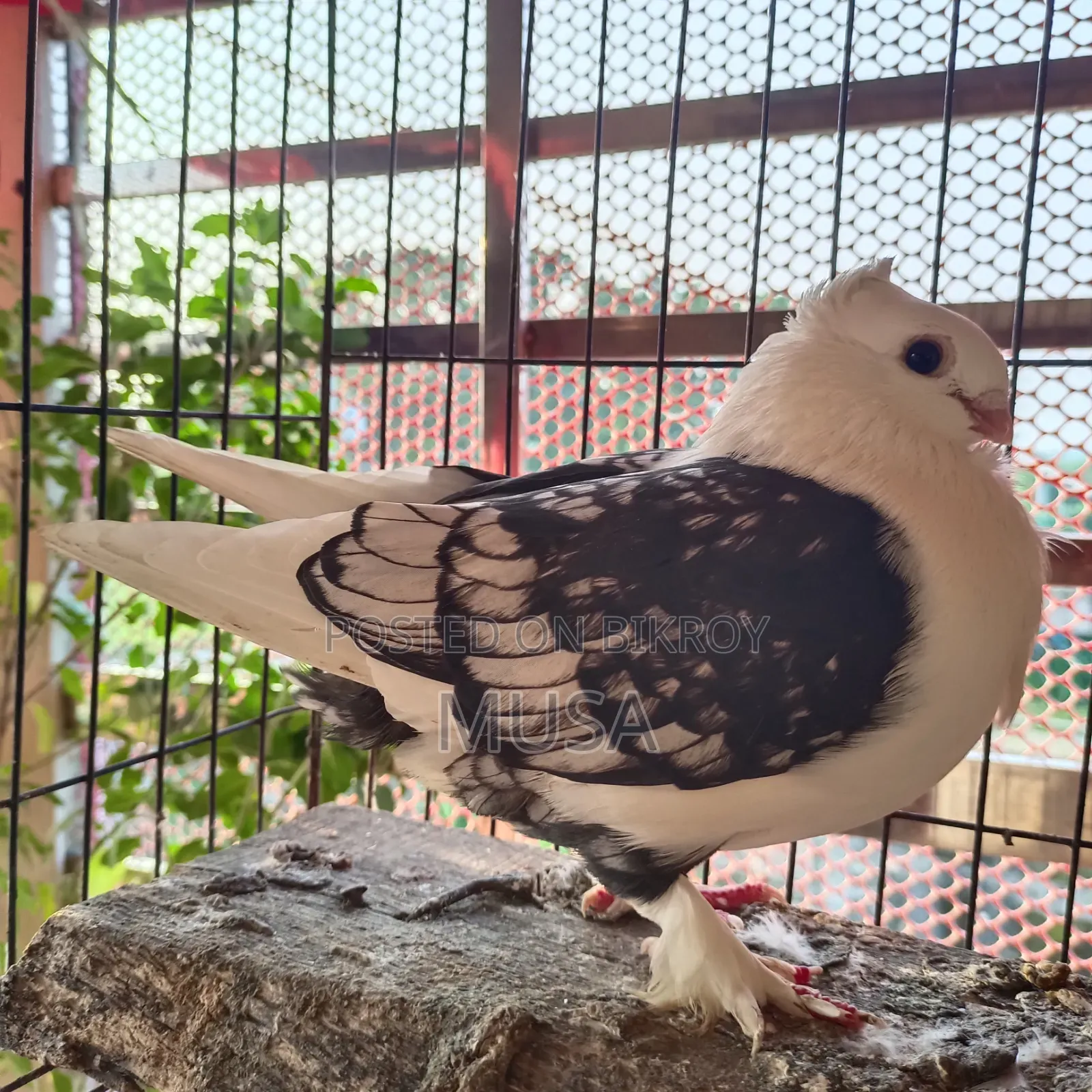 ব্লাকলেস সার্টিন মেল