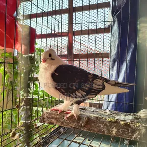 ব্লাকলেস সার্টিন মেল