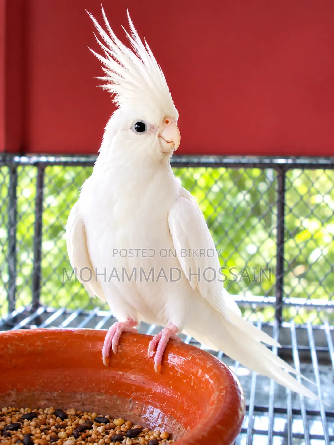 One Female Albino Cockatiel Bird for Sale