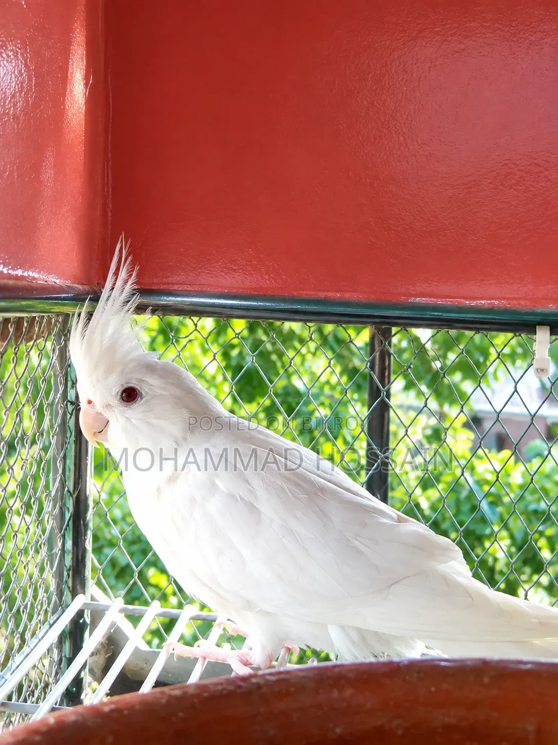 One Female Albino Cockatiel Bird for Sale
