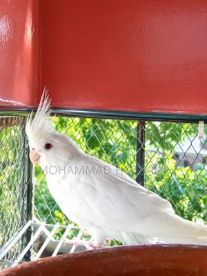 One Female Albino Cockatiel Bird for Sale