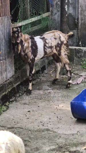 Tothapuri Goat