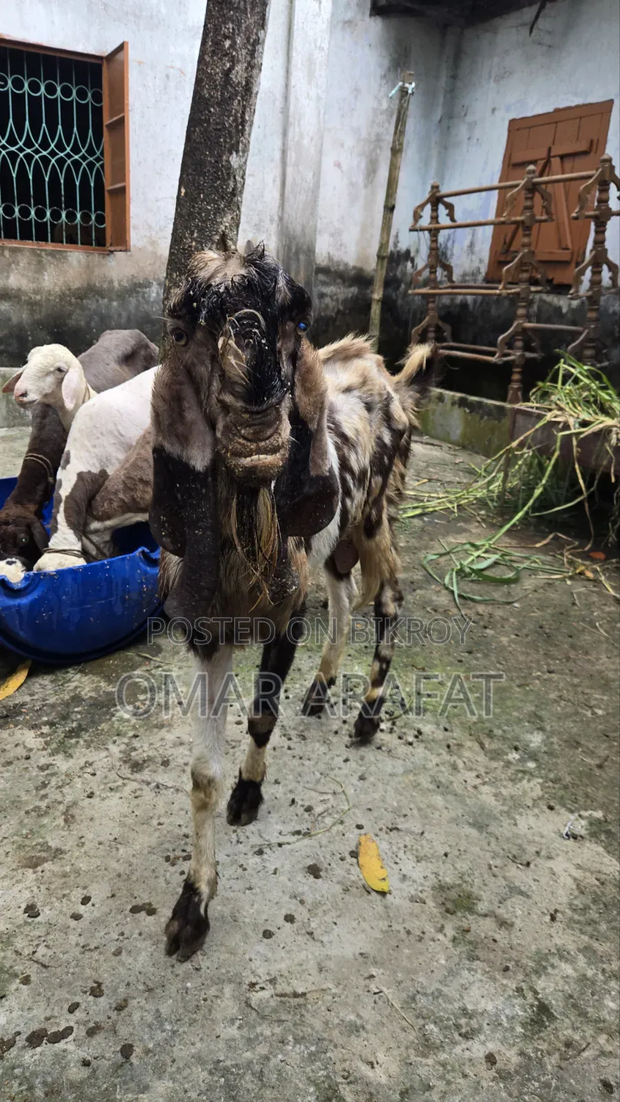 Tothapuri Goat