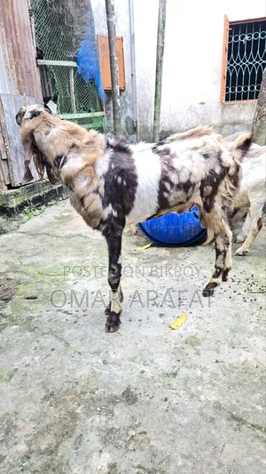 Tothapuri Goat