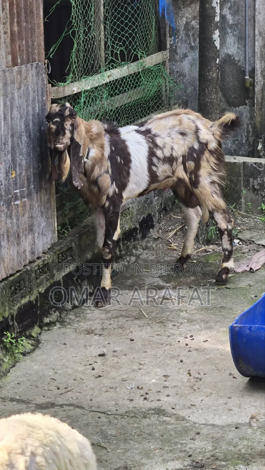Tothapuri Goat