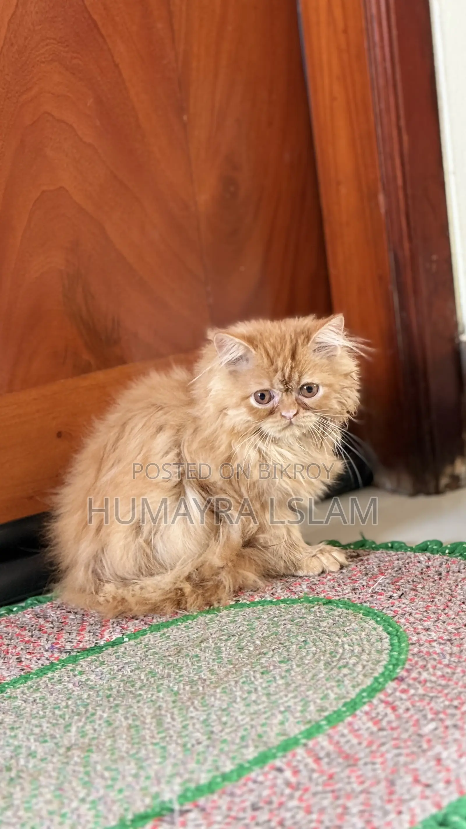 ১-৩ মাসের নর পিওরব্রেড পার্সিয়ান