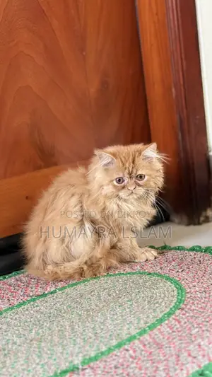 ১-৩ মাসের নর পিওরব্রেড পার্সিয়ান