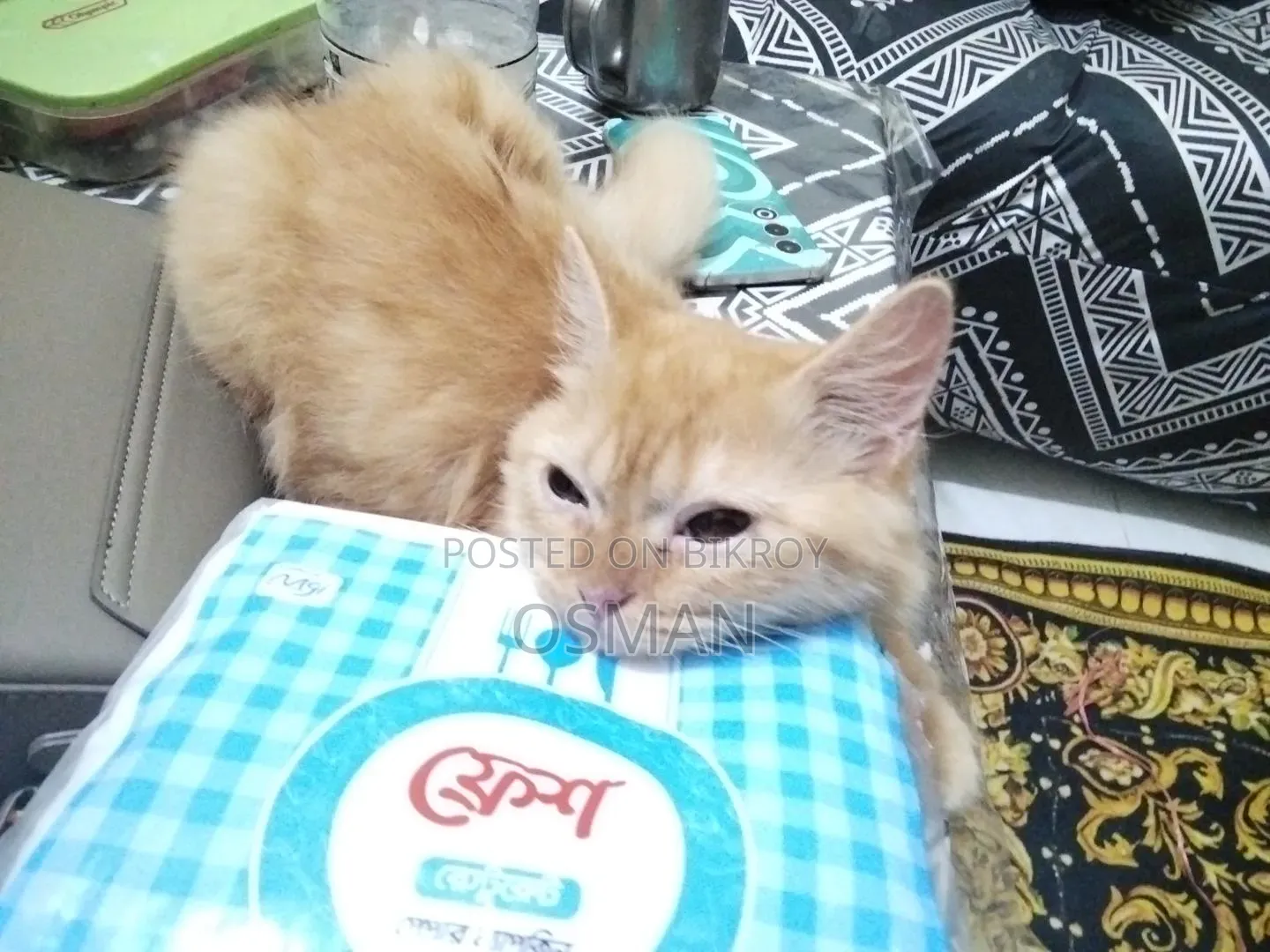 ১-৩ মাস বয়সী পুরুষ খাঁটি পার্সিয়ান বিড়াল