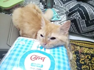 ১-৩ মাস বয়সী পুরুষ খাঁটি পার্সিয়ান বিড়াল