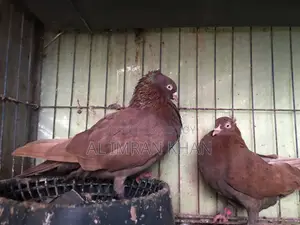 1 Pair Red Munia