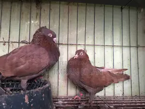 1 Pair Red Munia