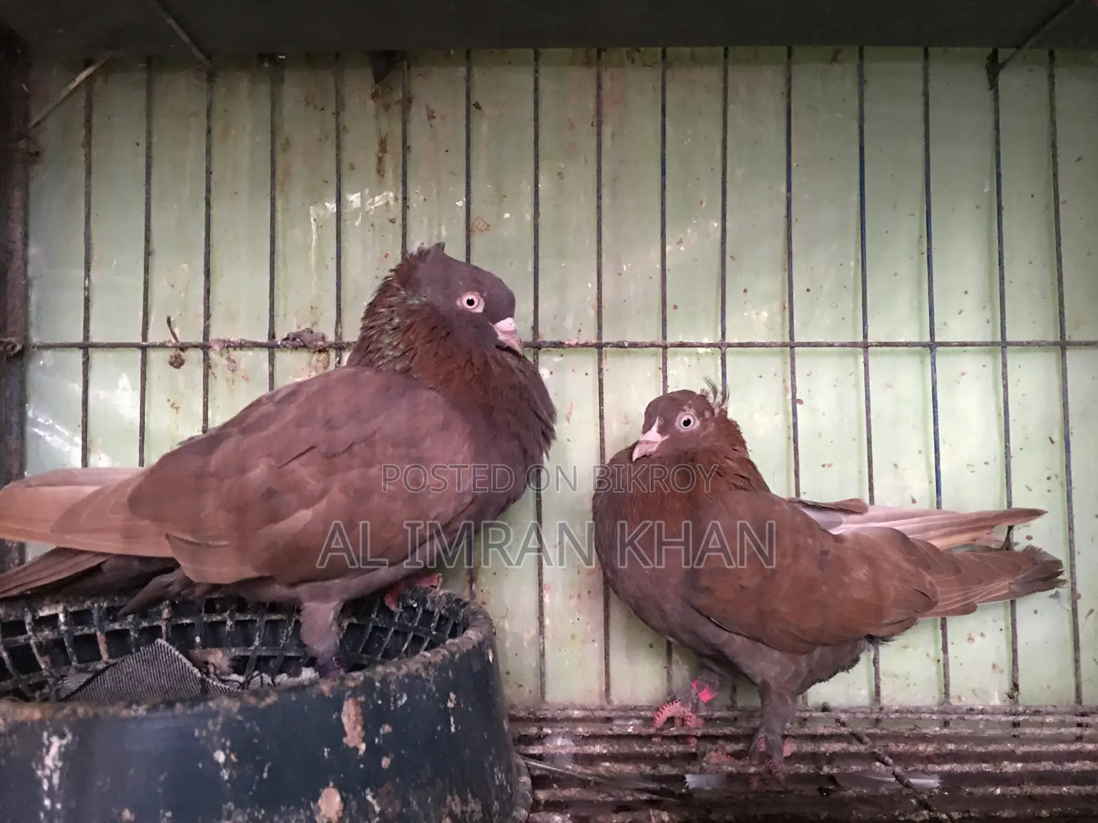 1 Pair Red Munia