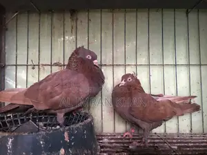 1 Pair Red Munia