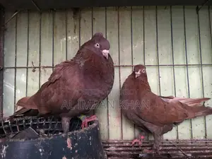 1 Pair Red Munia