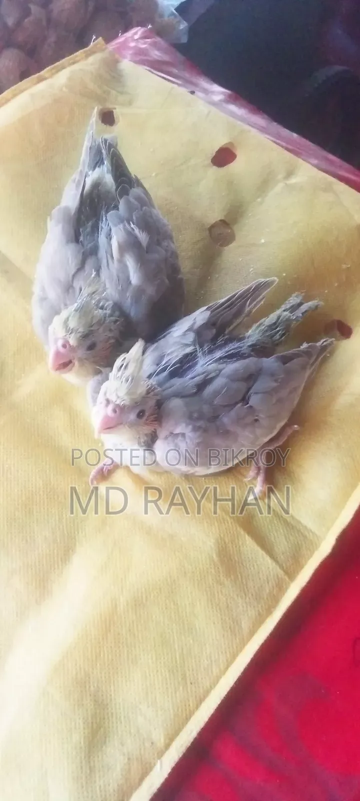 ককাটেল বেবি