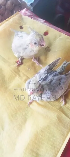 ককাটেল বেবি